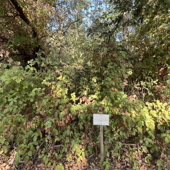 Cosumnes River Preserve - Poison oak - Parks Near Me - Galt, California