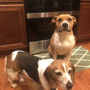 Dog City Bakery - Pet Stores Near Me - Marietta, Georgia
