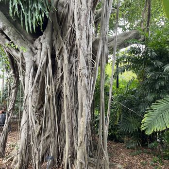 Miami Beach Botanical Garden - Rubber tree - Botanical Gardens Near Me - Miami Beach, Florida