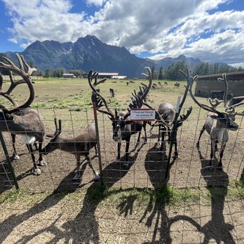 Reindeer Farm - Reindeer - Zoos Near Me - Palmer, Alaska Reindeer Farm - Reindeer - Zoos Near Me - Palmer, Alaska