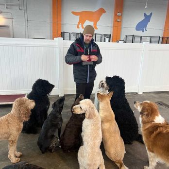 Canine To Five Ferndale - Pet Sitting Near Me - Ferndale, Michigan Canine To Five Ferndale - Pet Sitting Near Me - Ferndale, Michigan