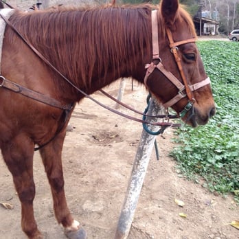 Chaparral Ranch - The lovely little miss June - Horseback Riding Near Me - Woodside, California Chaparral Ranch - The lovely little miss June - Horseback Riding Near Me - Woodside, California