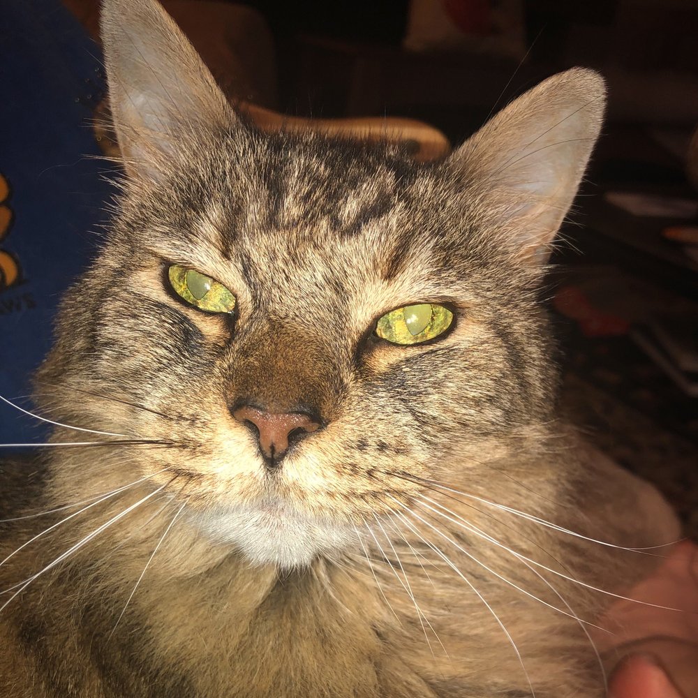 ROCKY ANIMAL HOSPITAL, RESORT & SPA 38 Photos & 187 Reviews