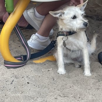 The Canteen - The patio is doggie friendly and so there were many cuties to look at. - Seafood Near Me - Provincetown, Massachusetts The Canteen - The patio is doggie friendly and so there were many cuties to look at. - Seafood Near Me - Provincetown, Massachusetts