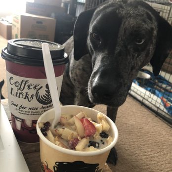 Coffee Links - Triple Shot Latte, Oatmeal with Fresh Fruit, and a very jealous pup. - Cafes Near Me - Ogden, Utah