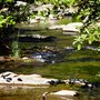 Photo of Bear Cub Den