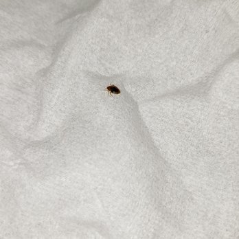 Super 8 by Wyndham Douglas - Bed bug - Hotels Near Me - Douglas, Georgia Super 8 by Wyndham Douglas - Bed bug - Hotels Near Me - Douglas, Georgia