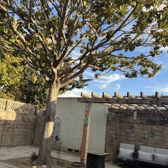 Califa Tree Care - Another view of pruned branches away from roof and old wood removed to allow more light into yard. - Tree Services Near Me
