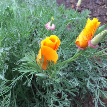 Mount Davidson Park - Lots of flowers blooming - probably due to this remarkable rain! - Parks Near Me - San Francisco, California Mount Davidson Park - Lots of flowers blooming - probably due to this remarkable rain! - Parks Near Me - San Francisco, California