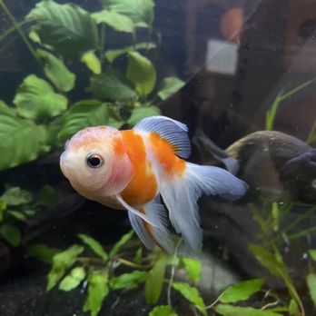 Full House Goldfish - Oranda - Aquariums Near Me - San Jose, California Full House Goldfish - Oranda - Aquariums Near Me - San Jose, California