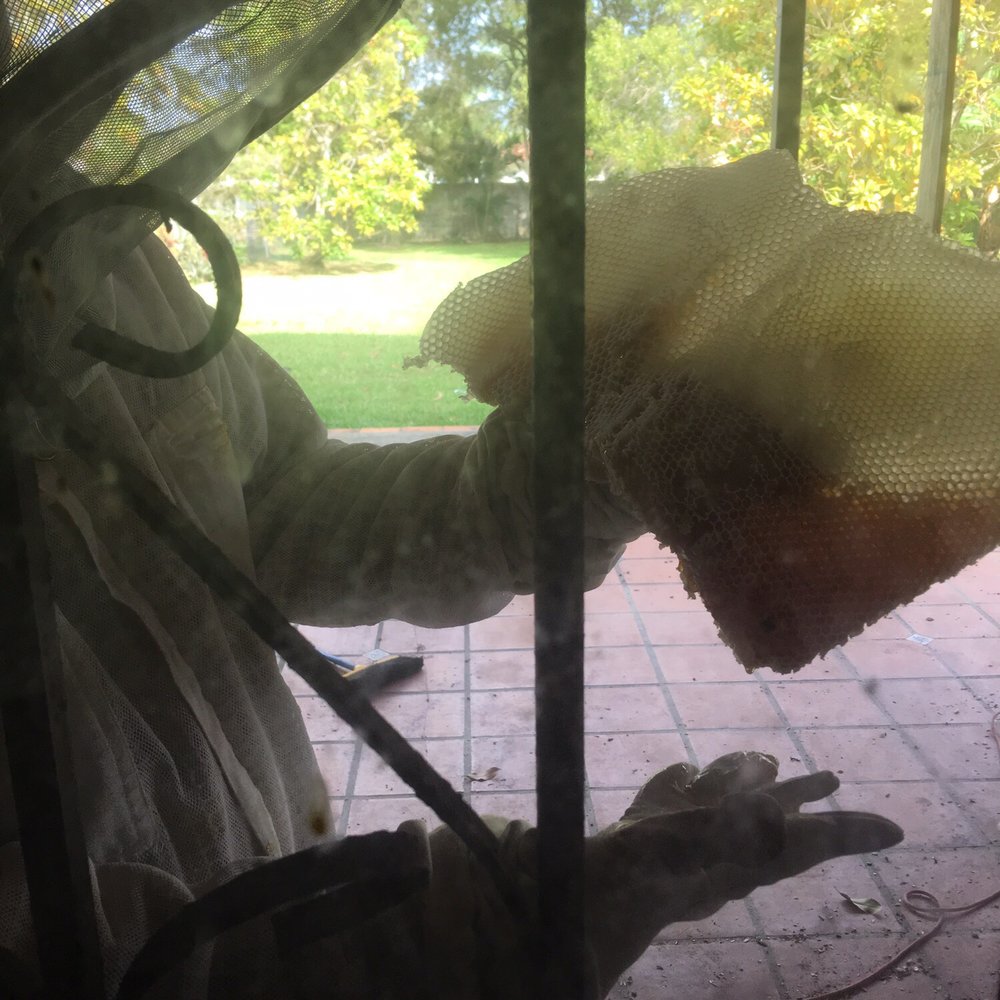 Miami Bee Removal - That's a small piece of the hive with honey and tons of larvae - Pest Control Near Me - Miami, Florida Miami Bee Removal - That's a small piece of the hive with honey and tons of larvae - Pest Control Near Me - Miami, Florida