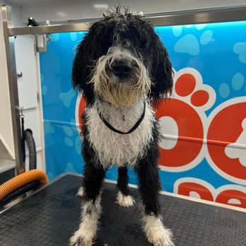 Cool Pets Grooming - Pet Groomers Near Me