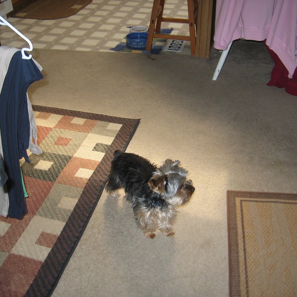 Just debating which way to go....the front room or down the hall to the computer room where "Mom" is Just debating which way to go....the front room or down the hall to the computer room where "Mom" is