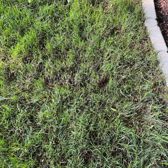 DVO Landscaping - Three weeks post sod installation. It could still be peeled up as it had not rooted at all. - Landscaping Near Me