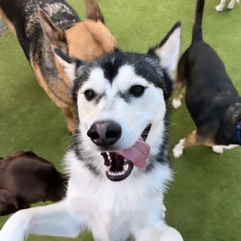 Dogtown - Anderson - Pet Training Near Me - Cincinnati, Ohio