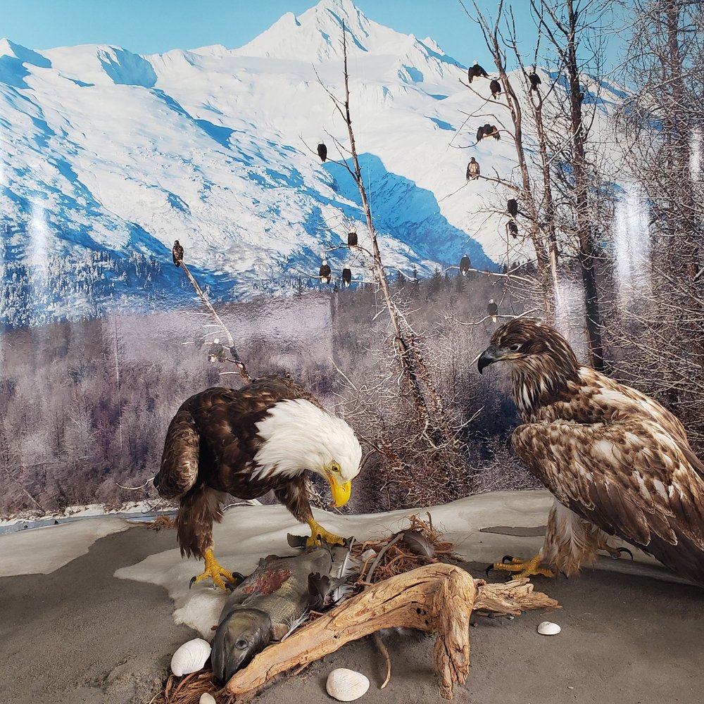 Unplugged Adventures - Tours Near Me - Juneau, Alaska