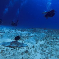 Scuba Du