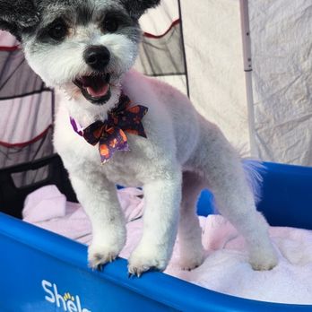 Mama's Paws & Claws - Pet Groomers Near Me Mama's Paws & Claws - Pet Groomers Near Me