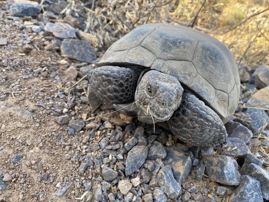 Gateway Trailhead - McDowell Sonoran Preserve by null