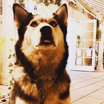 Crown Bistro - Pet friendly - Breakfast & Brunch Near Me - Coronado, California Crown Bistro - Pet friendly - Breakfast & Brunch Near Me - Coronado, California