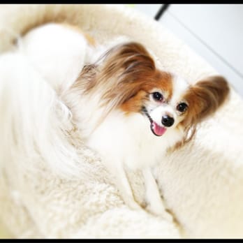 Aloha K9 Kuts - ~Coco B. happily gets regularly groomed here! - Pet Groomers Near Me - Honolulu, Hawaii Aloha K9 Kuts - ~Coco B. happily gets regularly groomed here! - Pet Groomers Near Me - Honolulu, Hawaii