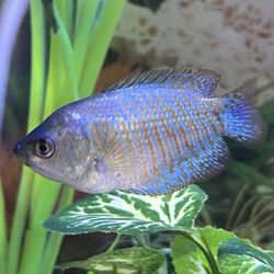 Absolutely Fish - Dwarf Gourami