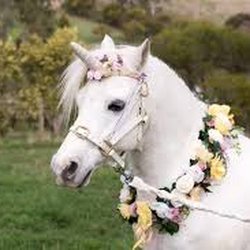 Hidden Hollow Farm - Unicorn Birthday Parties