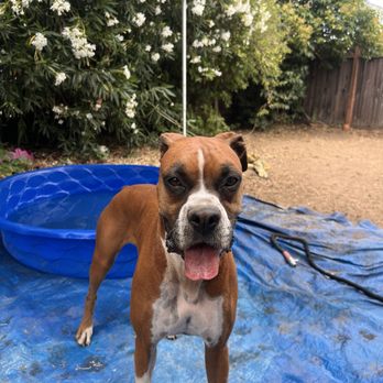 Lucky Buddies Pet Sitting - Muddy dog - Pet Boarding Near Me - San Jose, California Lucky Buddies Pet Sitting - Muddy dog - Pet Boarding Near Me - San Jose, California