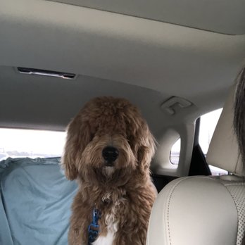 Midtown Pet Retreat - Sam on the ride home!! - Pet Groomers Near Me - Granbury, Texas Midtown Pet Retreat - Sam on the ride home!! - Pet Groomers Near Me - Granbury, Texas