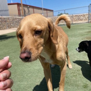 The Pet Barracks - Bear - Pet Groomers Near Me - El Paso, Texas