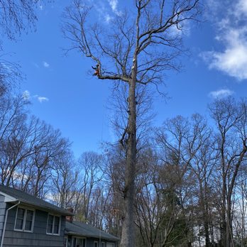 Claudio Tree Work and Landscaping - Our white oak with the tree-climber working on it - Landscaping Near Me - New Milford, Connecticut Claudio Tree Work and Landscaping - Our white oak with the tree-climber working on it - Landscaping Near Me - New Milford, Connecticut