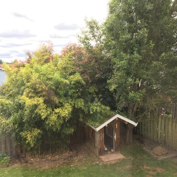 Monkey Tree Service - Before. - Tree Services Near Me - Hillsboro, Oregon Monkey Tree Service - Before. - Tree Services Near Me - Hillsboro, Oregon