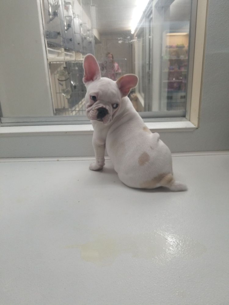 HOLLY’S HOUNDS Updated September 2024 10 Reviews 3300 Chambers Rd