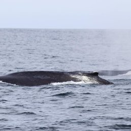 Humpbacks Humpbacks