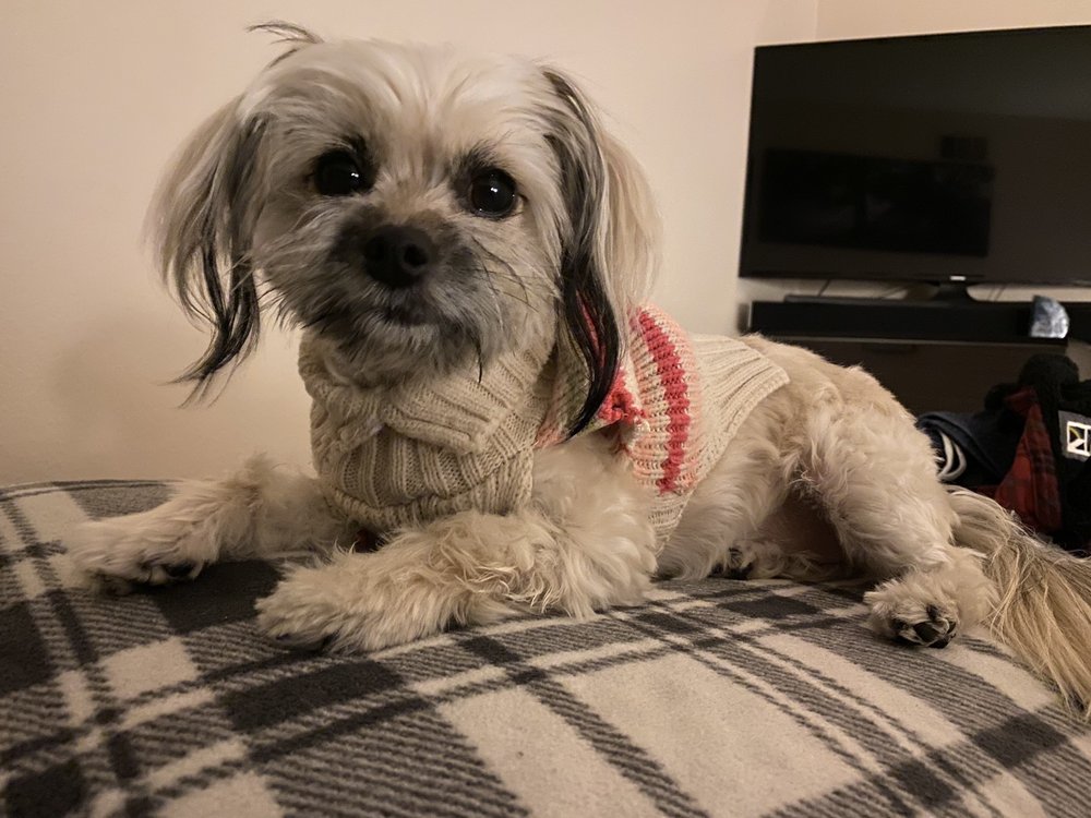 BUBBLES DOG GROOMING & SPA 92 Photos & 161 Reviews 19171 Magnolia