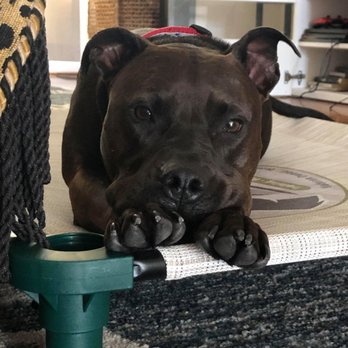 Ridgeside K9 - Loving the cot - Pet Training Near Me - Bluemont, Virginia Ridgeside K9 - Loving the cot - Pet Training Near Me - Bluemont, Virginia