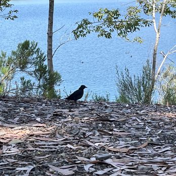 Lake Miramar - Pretty bird - Lakes Near Me - San Diego, California Lake Miramar - Pretty bird - Lakes Near Me - San Diego, California