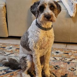 St. Matthews Animal Clinic - After the grooming