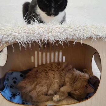 KitTea - Dolly Purrton (in the box) is the softest cat I have ever met. Up top, Burger is taking a nap, but he let me pet his super soft belly! - Pet Adoption Near Me - San Francisco, California