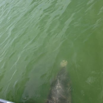 Dreamlander Tours - Fishing Near Me - Goodland, Florida Dreamlander Tours - Fishing Near Me - Goodland, Florida