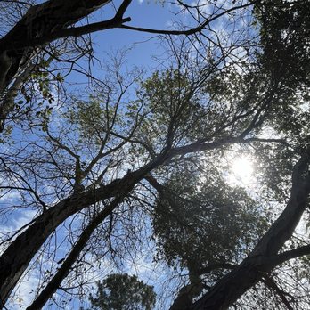 Canyon Park - Trees - Parks Near Me - Costa Mesa, California Canyon Park - Trees - Parks Near Me - Costa Mesa, California