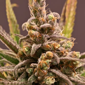 The Dispensary -Crested Butte - Blue Dream - Sativa - Cannabis Dispensaries Near Me - Crested Butte, Colorado The Dispensary -Crested Butte - Blue Dream - Sativa - Cannabis Dispensaries Near Me - Crested Butte, Colorado