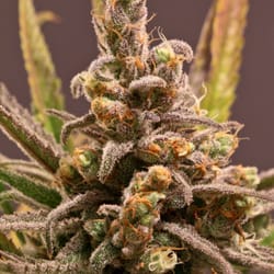The Dispensary -Crested Butte - Blue Dream - Sativa