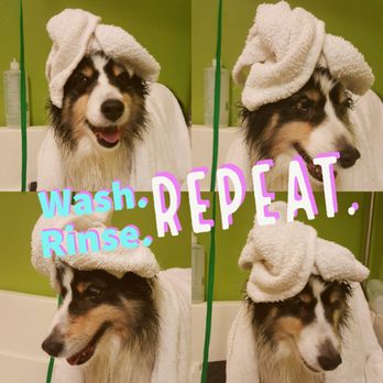 Wagabonz - Top notch grooming services - Pet Groomers Near Me - Galveston, Texas
