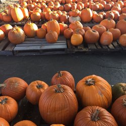 Good Shepherd United Methodist Church - Pumpkin patch!