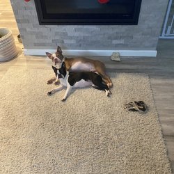 VetIQ Petcare