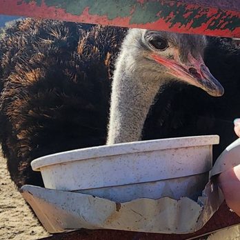 Ostrichland USA - The ostrich that bit my finger haha - Attraction Farms Near Me - Solvang, California Ostrichland USA - The ostrich that bit my finger haha - Attraction Farms Near Me - Solvang, California