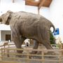 Photo of The Mammoth Site