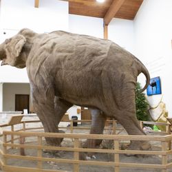 The Mammoth Site