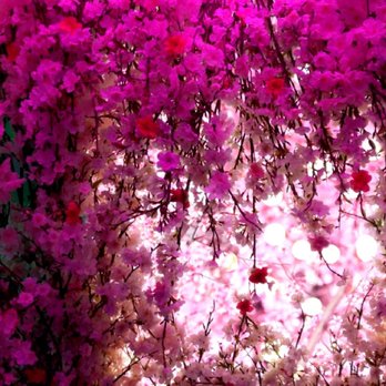 ARTECHOUSE DC - Flower display - Art Galleries Near Me - Washington, DC, District of Columbia